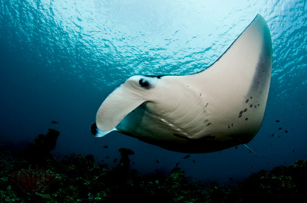 A reef manta ray in blue water near Hanifaru Bay, Baa Atoll