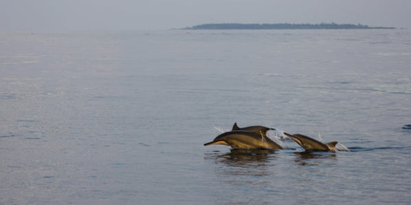 Two spinner dolphins leaping from calm water off southern Ari Atoll, with a low island on the horizon