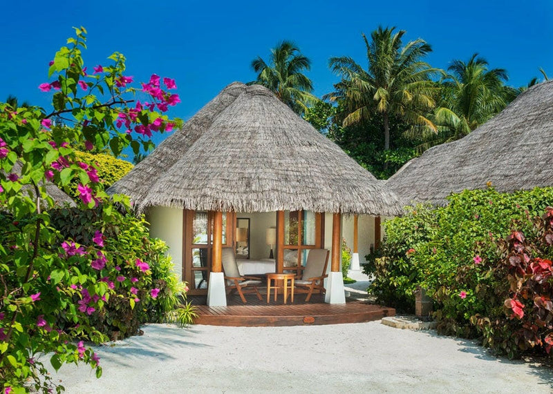 An Island Cottage at Sheraton Maldives Full Moon, twin thatched roofs behind flowering bougainvillea.