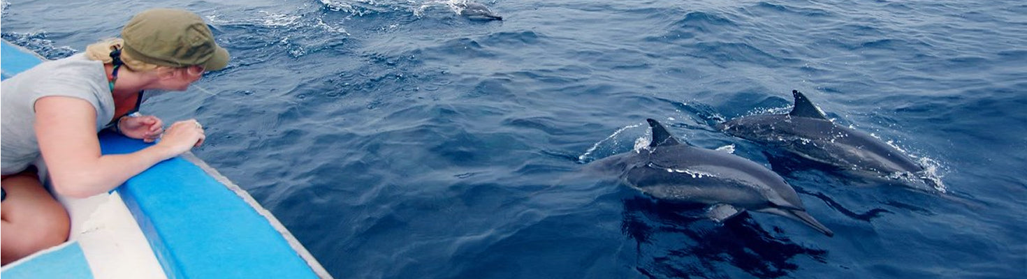 Hop on for a majestic Dolphin Safari in the Maldives!