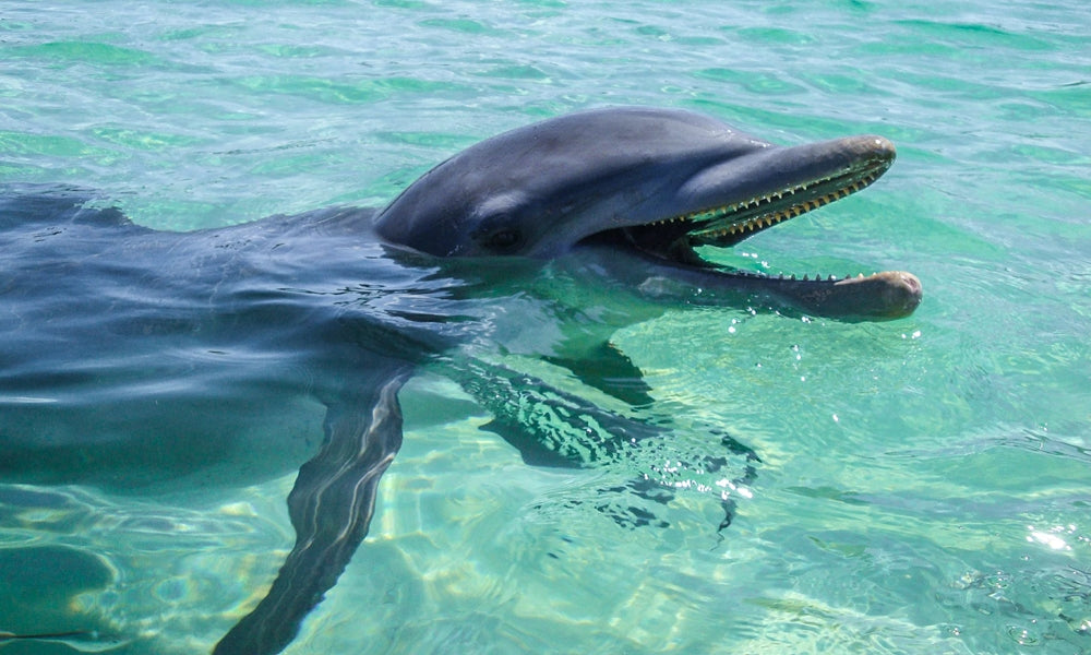 Hop on for a majestic Dolphin Safari in the Maldives!
