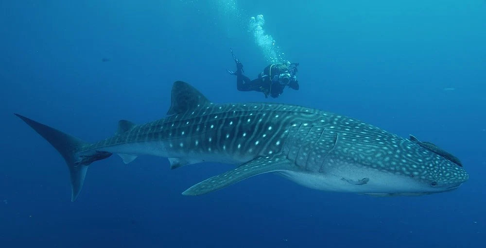 Secrets of Maldives That You Never Knew!
