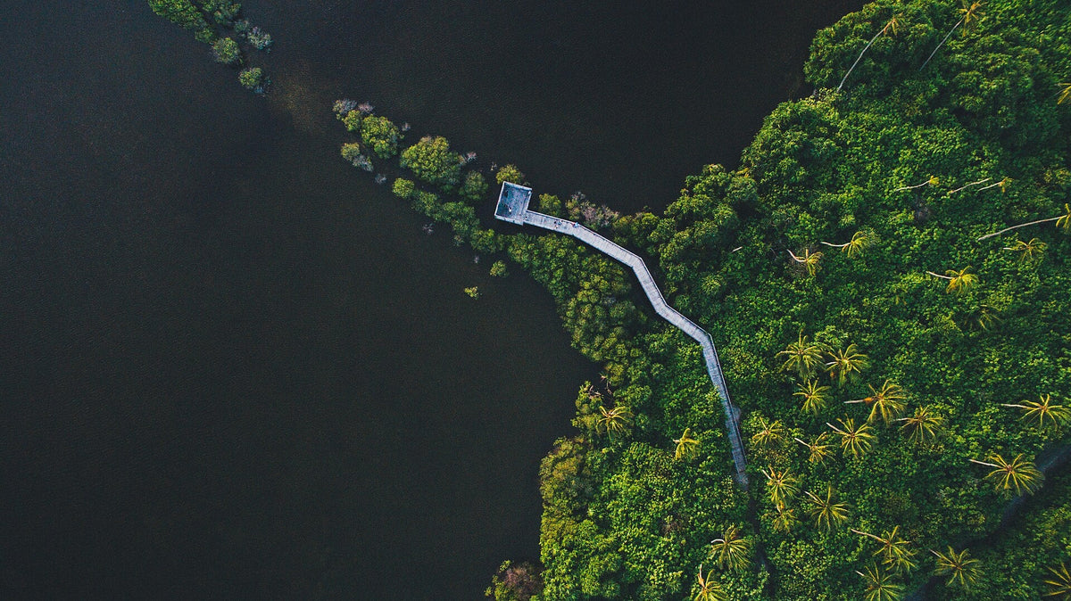 A wooden boardwalk crossing dark wetland water through dense palms and mangroves in Addu City, seen from above