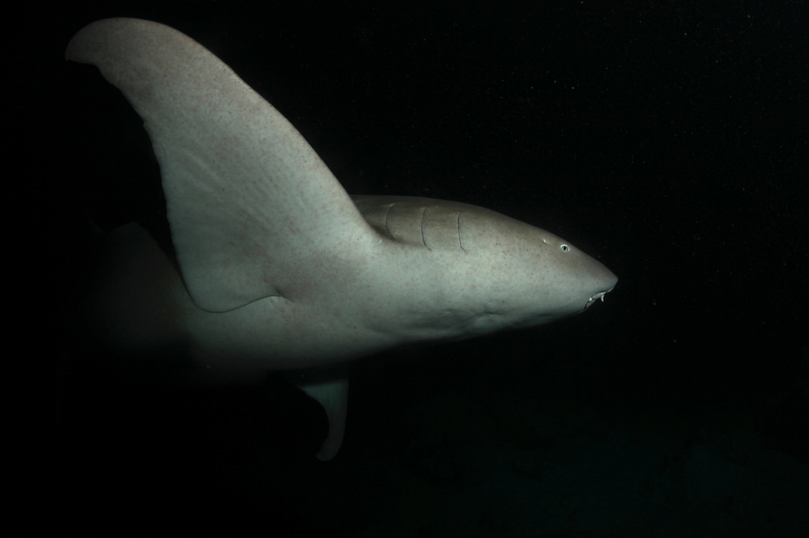 A nurse shark lit up on a night dive at Alimatha, Vaavu Atoll