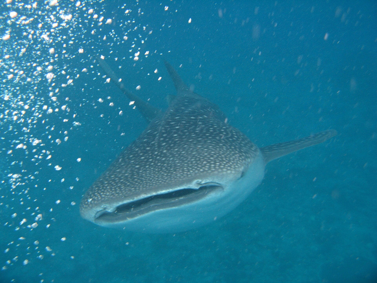 A whale shark swimming towards the camera in South Ari Atoll