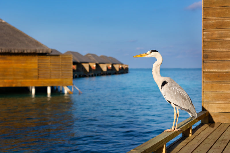 A heron on the deck of an overwater villa at Cocoon Maldives.