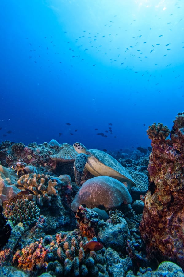 A turtle over coral at Bandos Maldives.