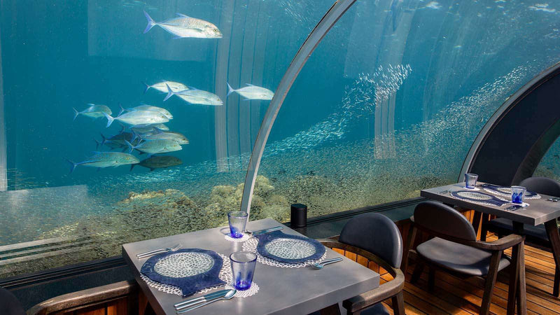 Baitfish crowding the glass at 5.8 Undersea Restaurant at Hurawalhi Maldives, near Kudadoo Maldives Private Island