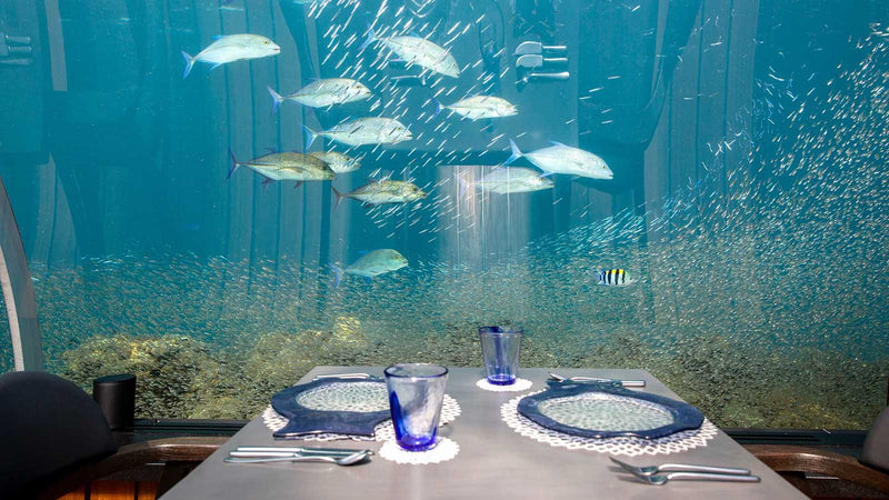 A shoal of baitfish around the glass dome of 5.8 Undersea Restaurant at Hurawalhi Maldives