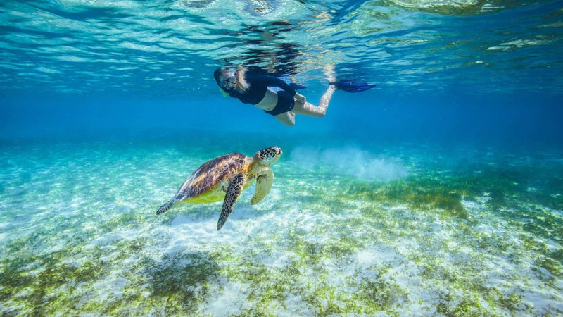 Jawakara Islands Maldives, Lhaviyani Atoll: a snorkeller swimming beside a green turtle in clear water