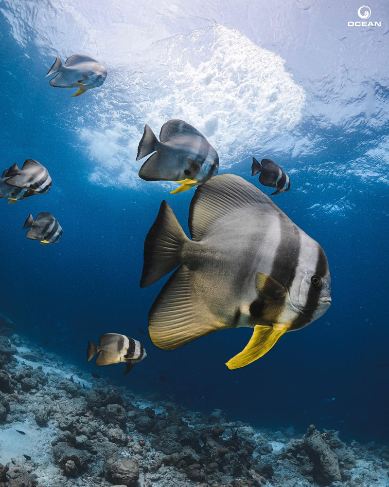 Batfish over the reef at Hard Rock Hotel Maldives.