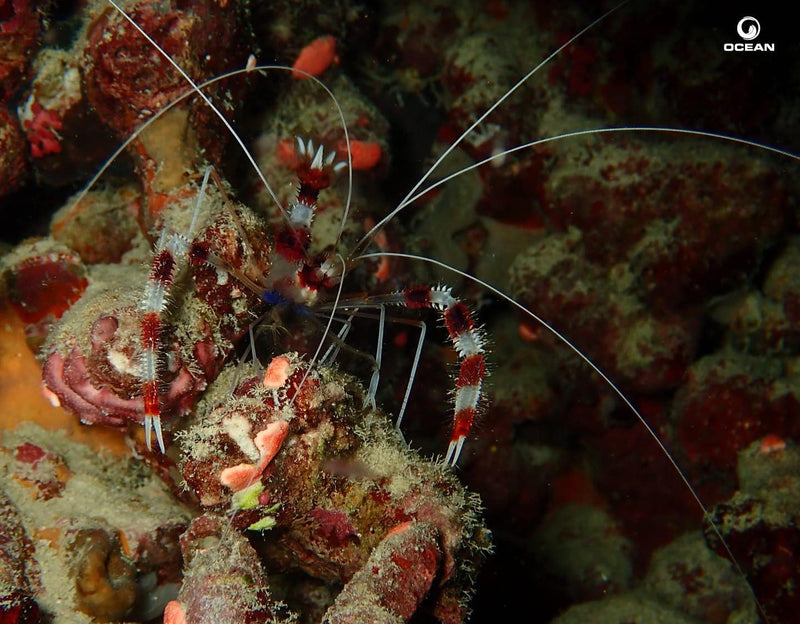 Banded coral shrimp on the reef at Hard Rock Hotel Maldives.