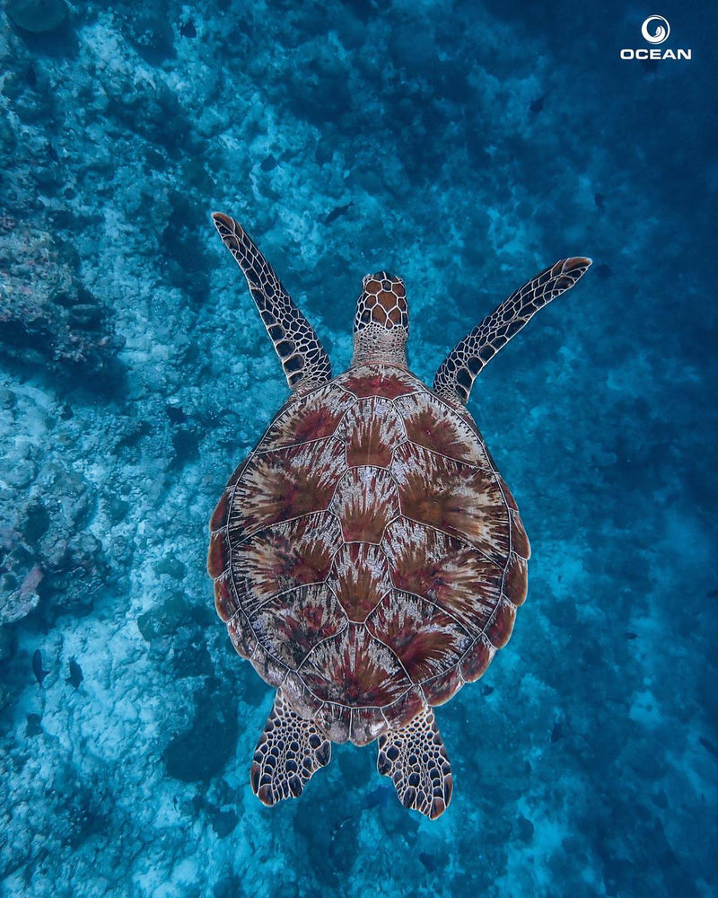 A turtle in the blue water off Hard Rock Hotel Maldives.