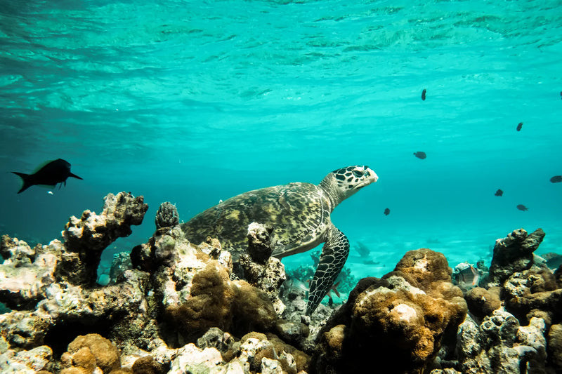 Constance Moofushi, South Ari Atoll: a hawksbill turtle swimming over coral in clear shallow water