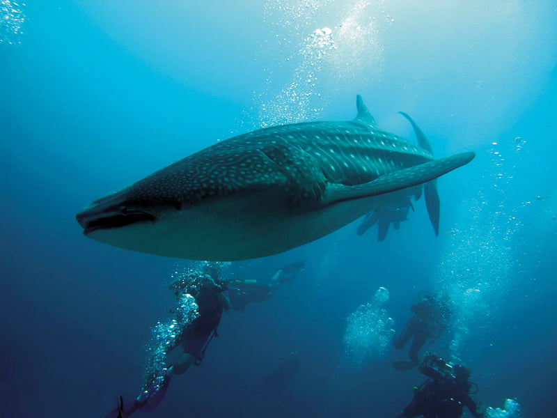 Constance Moofushi, South Ari Atoll: a whale shark gliding past scuba divers in deep blue water