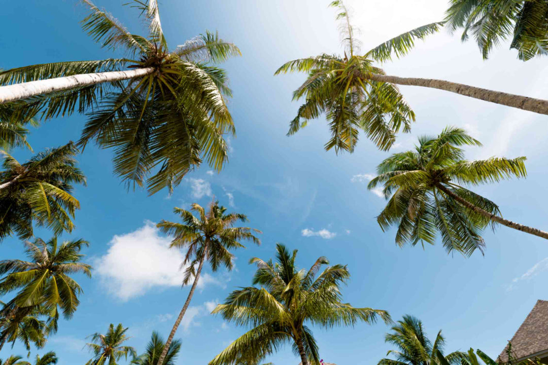 Coconut palms at ananea Madivaru Maldives seen looking straight up into a clear sky