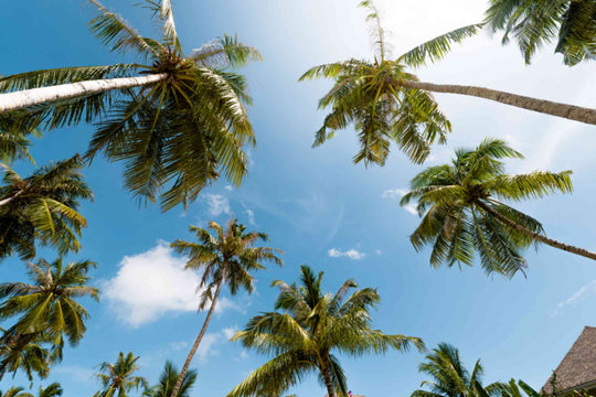 Coconut palms at ananea Madivaru Maldives seen looking straight up into a clear sky