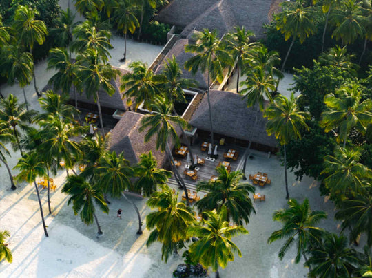 The thatched roofs of the resort buildings at Ayada Maldives among tall palms, seen from above