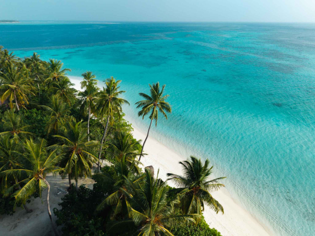 A palm leaning over the white sand beach at Ayada Maldives above clear shallow water
