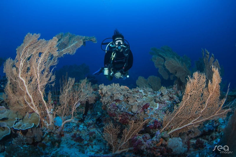 A scuba diver over the coral reef at Grand Park Kodhipparu
