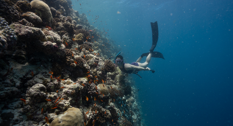A swimmer beside a coral wall on the house reef at Avani+ Fares Maldives.