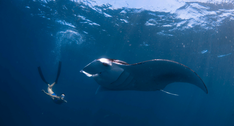 A manta ray gliding beneath a snorkeller on an excursion from Avani+ Fares Maldives.