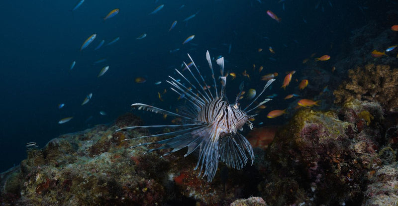OBLU NATURE Helengeli by SENTIDO, North Malé Atoll: a lionfish over the reef