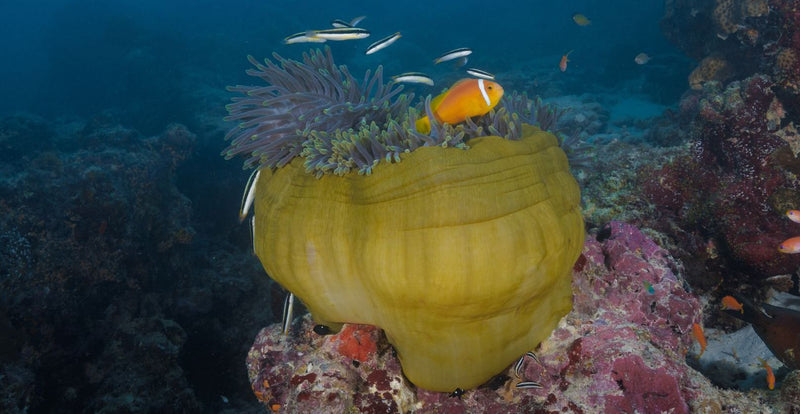 OBLU NATURE Helengeli by SENTIDO, North Malé Atoll: clownfish at a yellow sea anemone
