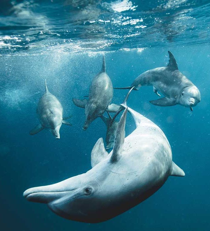 OBLU NATURE Helengeli by SENTIDO, North Malé Atoll: a pod of dolphins underwater