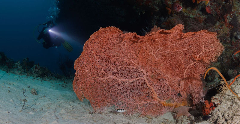 OBLU NATURE Helengeli by SENTIDO, North Malé Atoll: a diver lighting up a large red sea fan