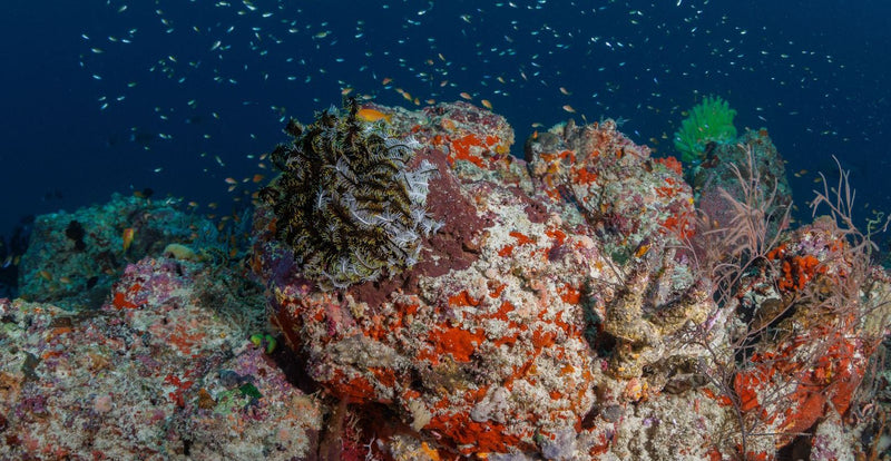 OBLU NATURE Helengeli by SENTIDO, North Malé Atoll: coral heads with a feather star and reef fish