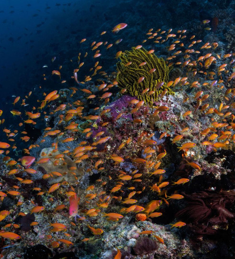 OBLU NATURE Helengeli by SENTIDO, North Malé Atoll: shoals of orange reef fish over coral