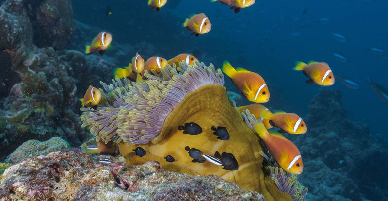 OBLU NATURE Helengeli by SENTIDO, North Malé Atoll: a group of clownfish around an anemone