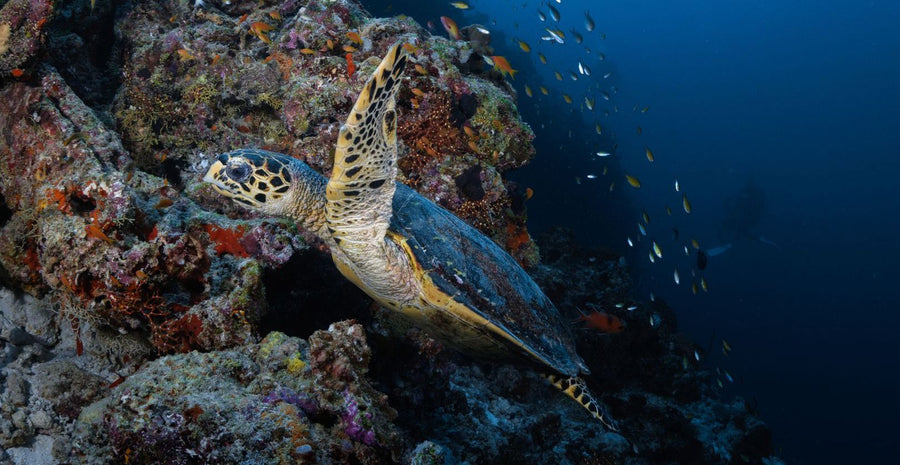 OBLU NATURE Helengeli by SENTIDO, North Malé Atoll: a turtle resting on the reef