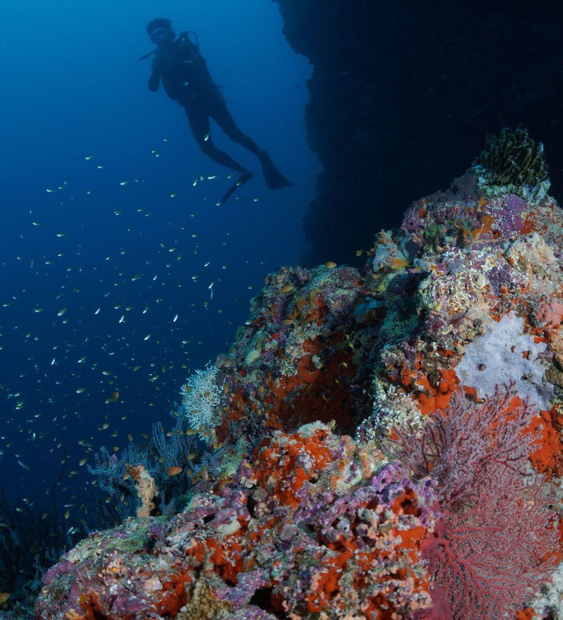 OBLU NATURE Helengeli by SENTIDO, North Malé Atoll: a reef wall with soft coral and fish