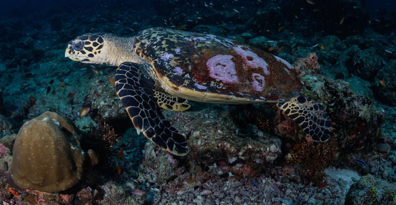 OBLU NATURE Helengeli by SENTIDO, North Malé Atoll: a hawksbill turtle on the reef