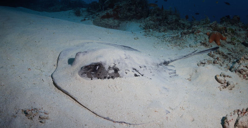OBLU NATURE Helengeli by SENTIDO, North Malé Atoll: a stingray on the sandy bottom