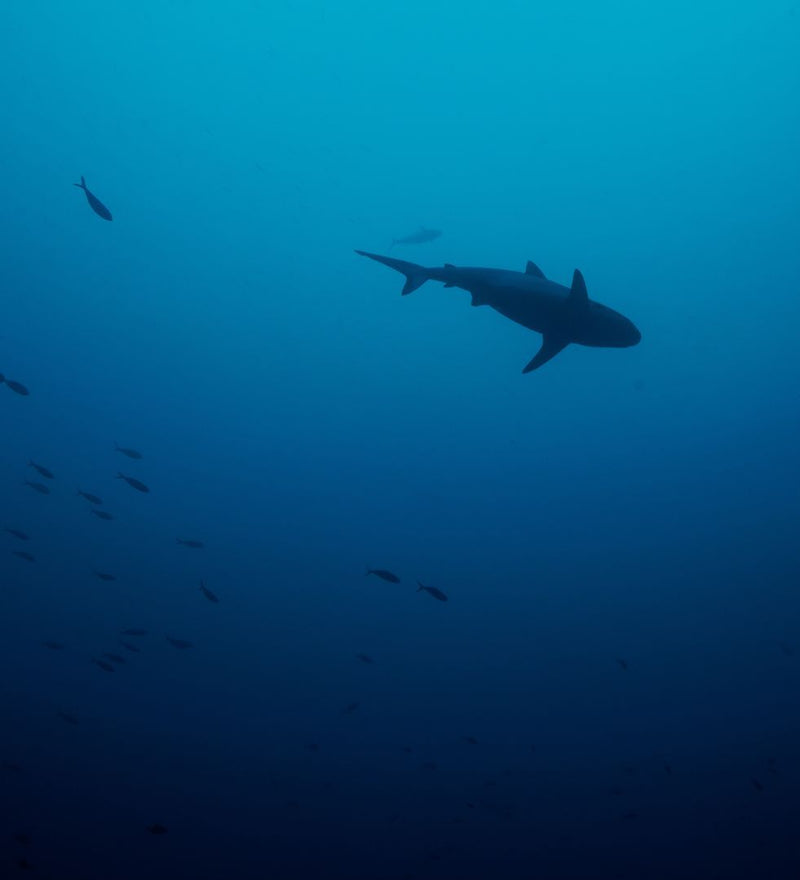 OBLU NATURE Helengeli by SENTIDO, North Malé Atoll: a reef shark in open blue water