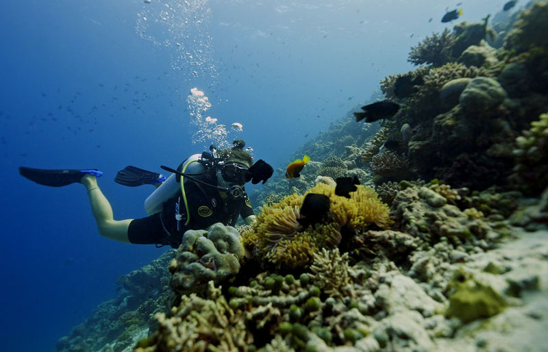 RAAYA by Atmosphere, Raa Atoll: a diver over coral and fish on a reef