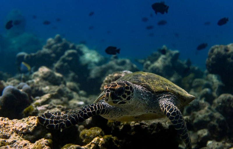 RAAYA by Atmosphere, Raa Atoll: a hawksbill turtle resting on coral