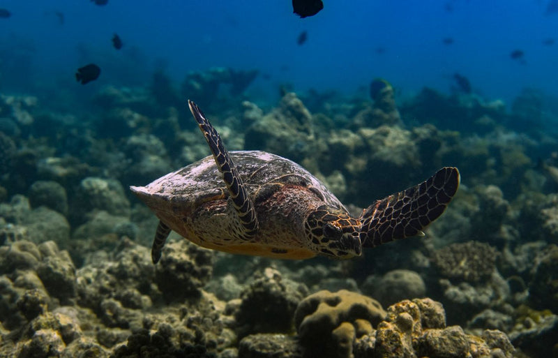 RAAYA by Atmosphere, Raa Atoll: a turtle swimming over a reef