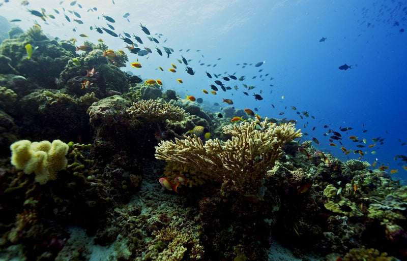 RAAYA by Atmosphere, Raa Atoll: a reef slope with coral and shoals of fish