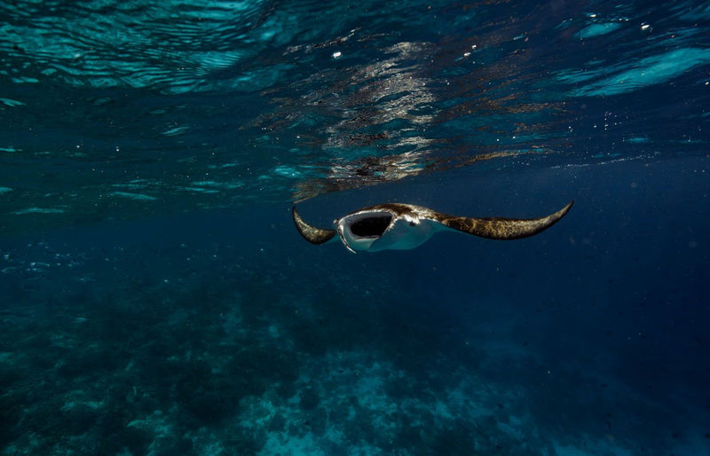 RAAYA by Atmosphere, Raa Atoll: a manta ray gliding in open water