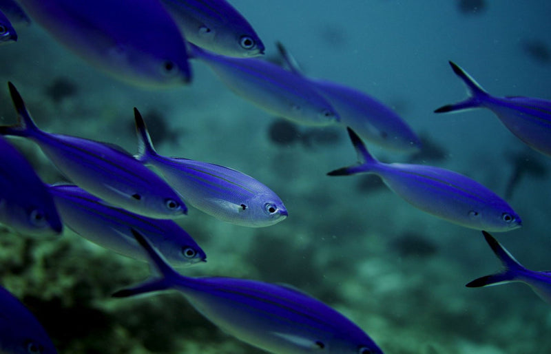 RAAYA by Atmosphere, Raa Atoll: a shoal of blue fusiliers