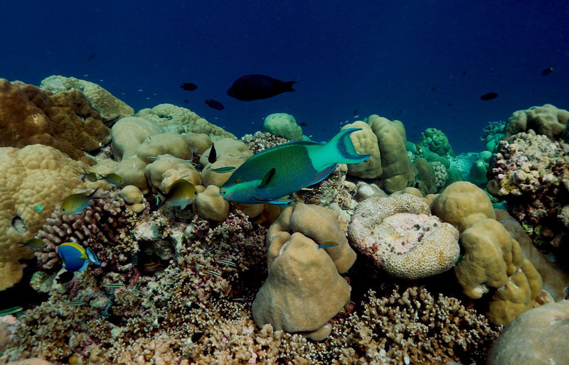 RAAYA by Atmosphere, Raa Atoll: a parrotfish among coral heads