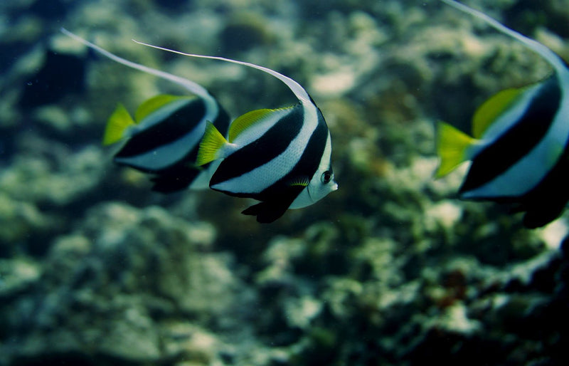RAAYA by Atmosphere, Raa Atoll: bannerfish over a reef