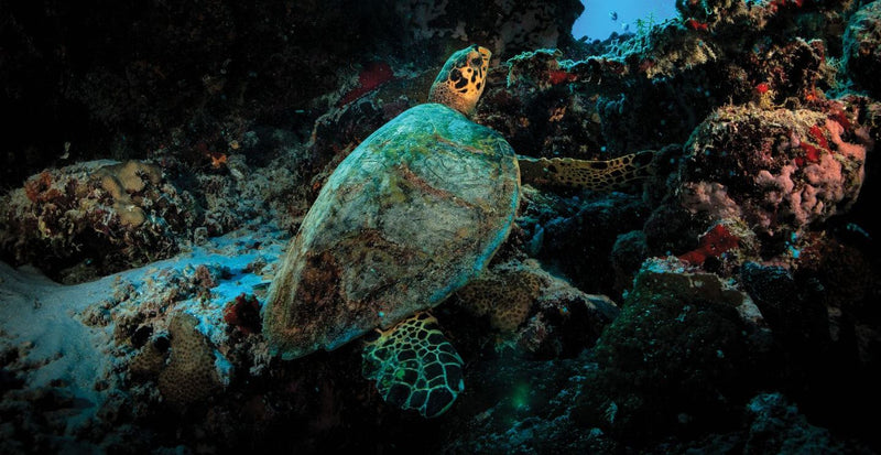 OBLU SELECT Lobigili, North Malé Atoll: a turtle on the reef