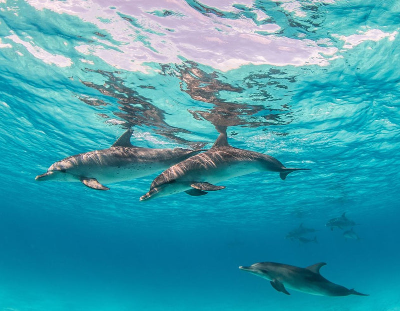 Dolphins in the water off RAH GILI Maldives.
