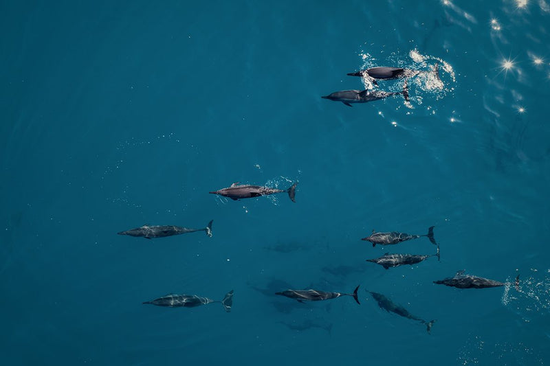 Dolphins seen from the air off RAH GILI Maldives.