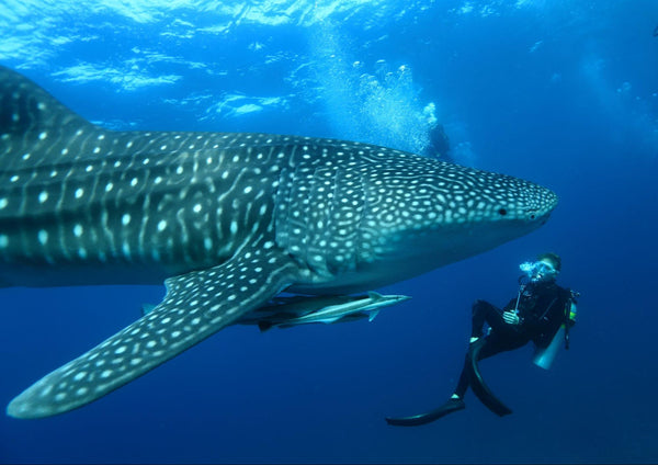 A scuba diver alongside a whale shark in open blue water.
